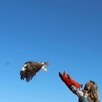 A bald eagle flying into a clear blue sky just after release