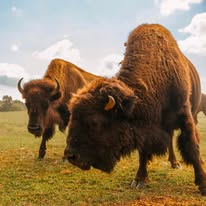 Two bison grazing close to the camera